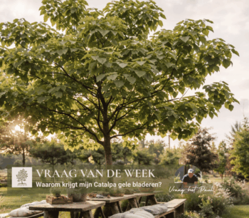 Vraag van de week